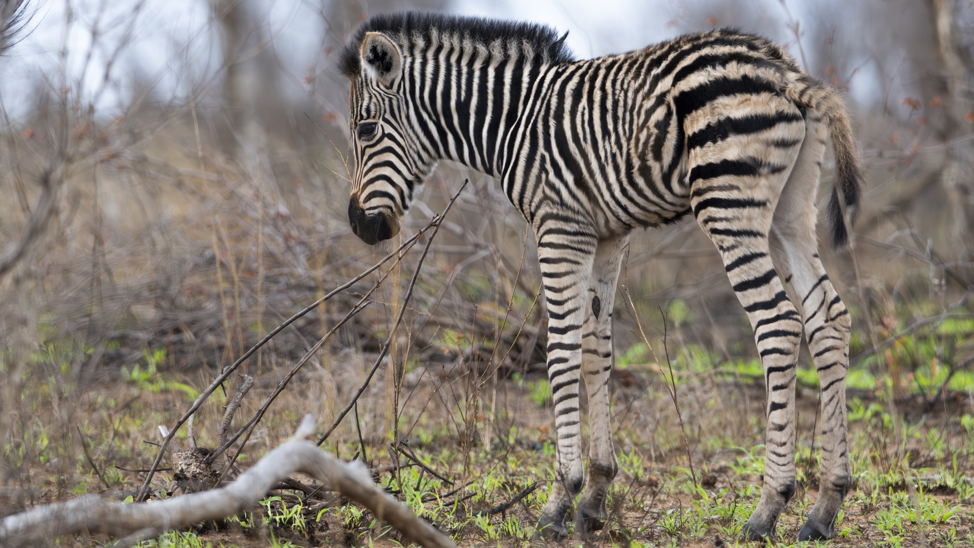 Kruger25 2025 11 03 12 17 44 ILCE 1M2 1240